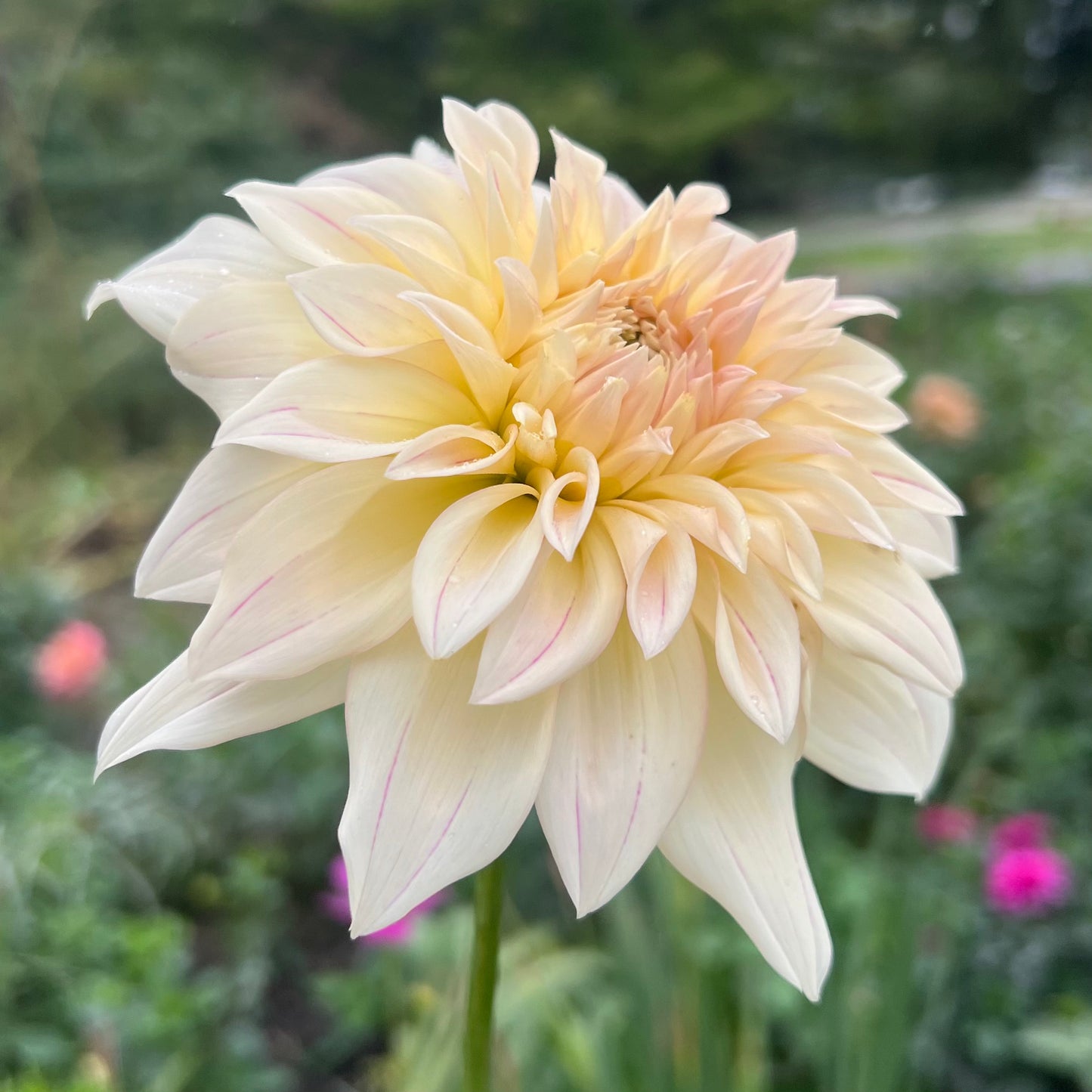 'KA's® Mocha Maya' Tuber