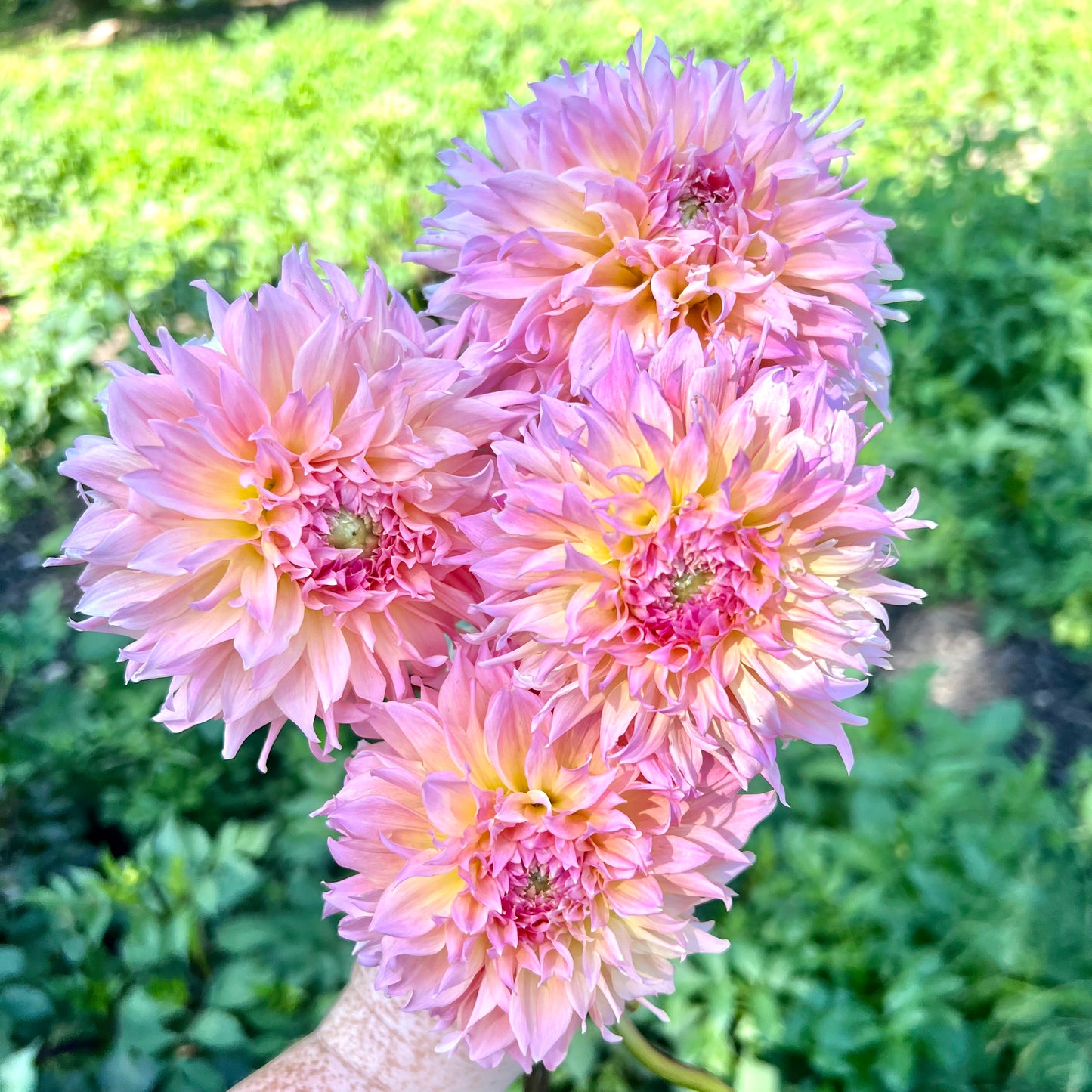 'Lee's Pink Grapefruit' Tuber