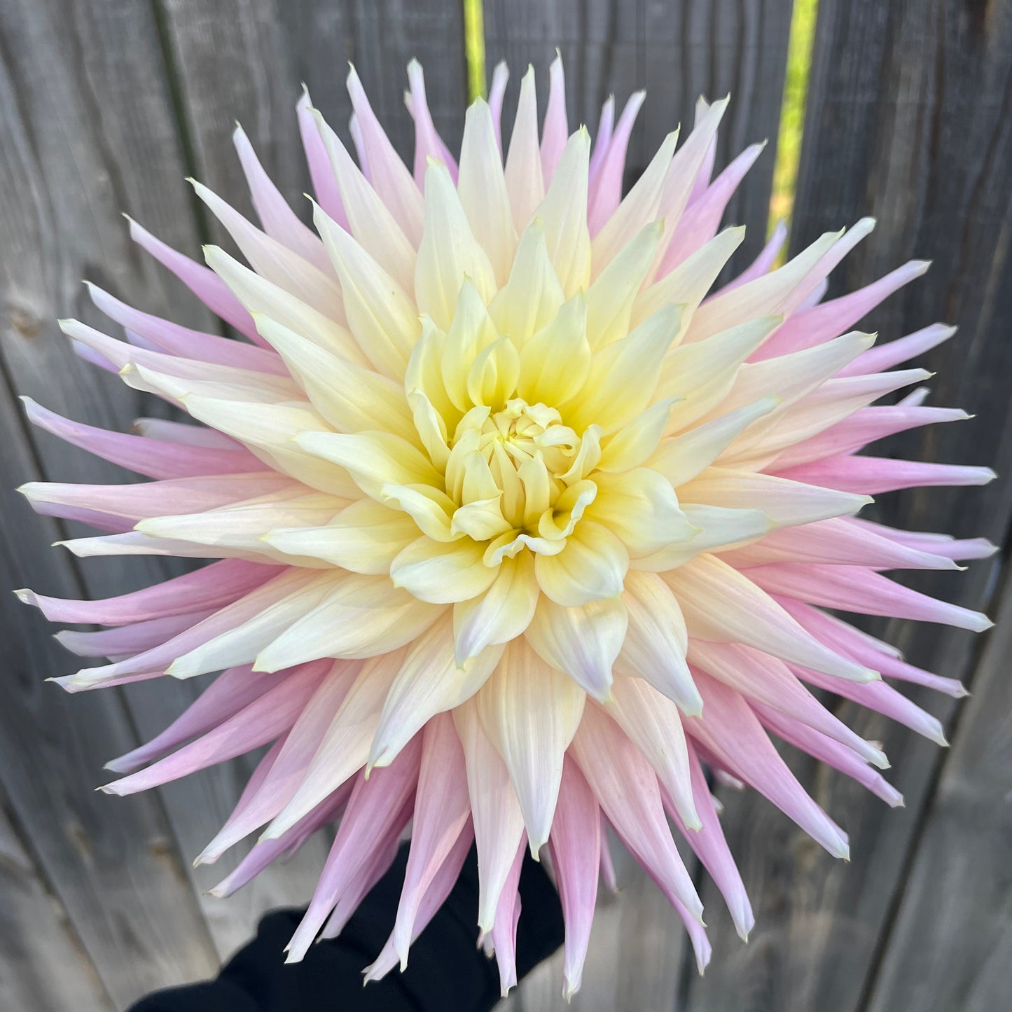 'Clearview Jonas' Tuber