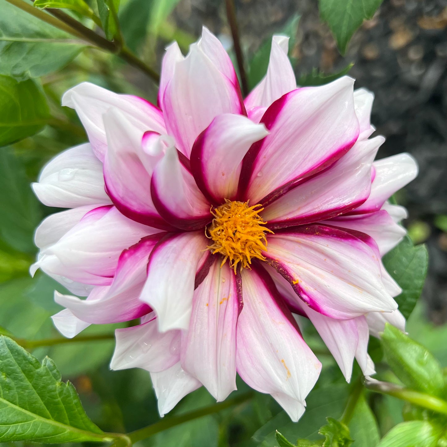 'Edge of Joy' Tuber