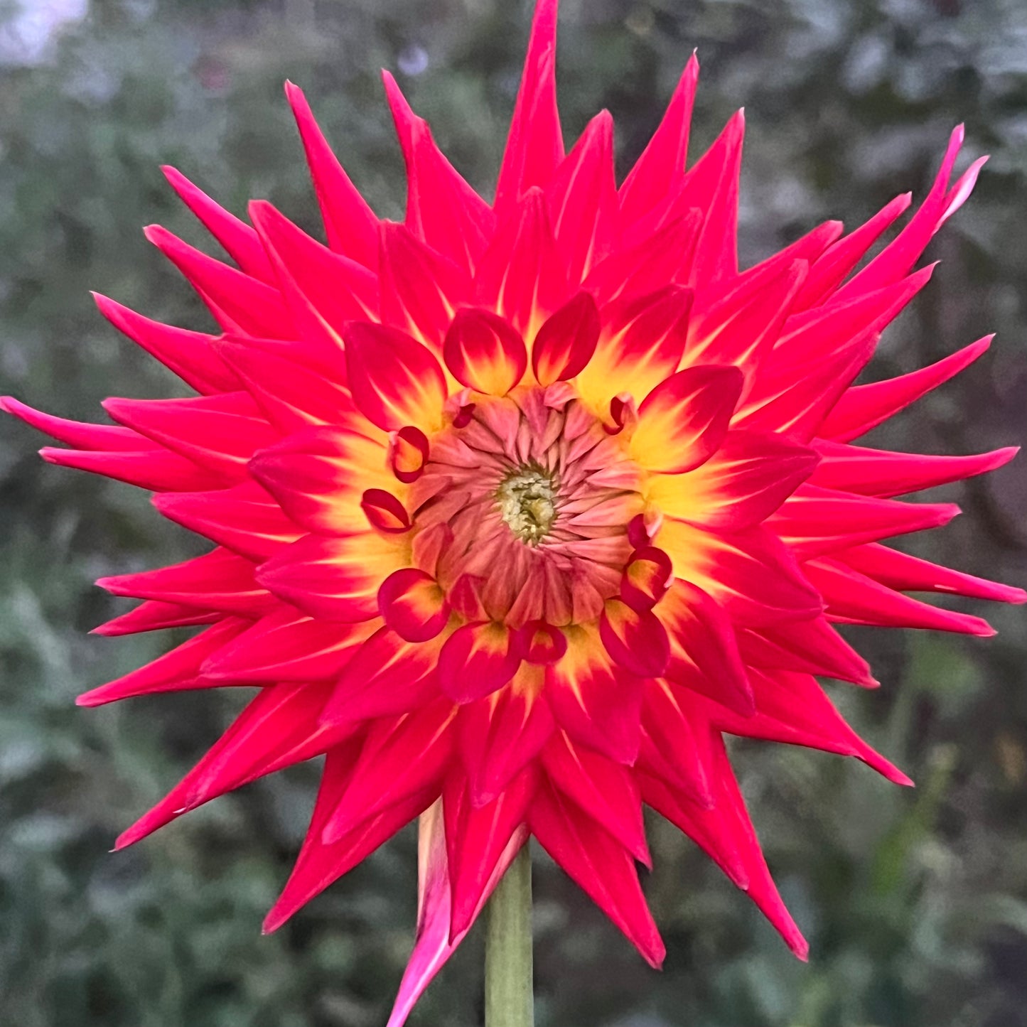'AC Abby' Tuber