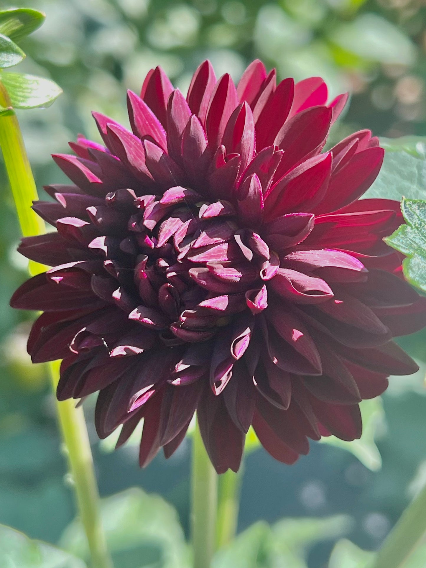 'Black Lars' Tuber