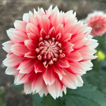 'Hapet Austria Lace' Tuber