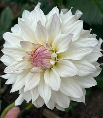 'Bloomquist Compare' Tuber