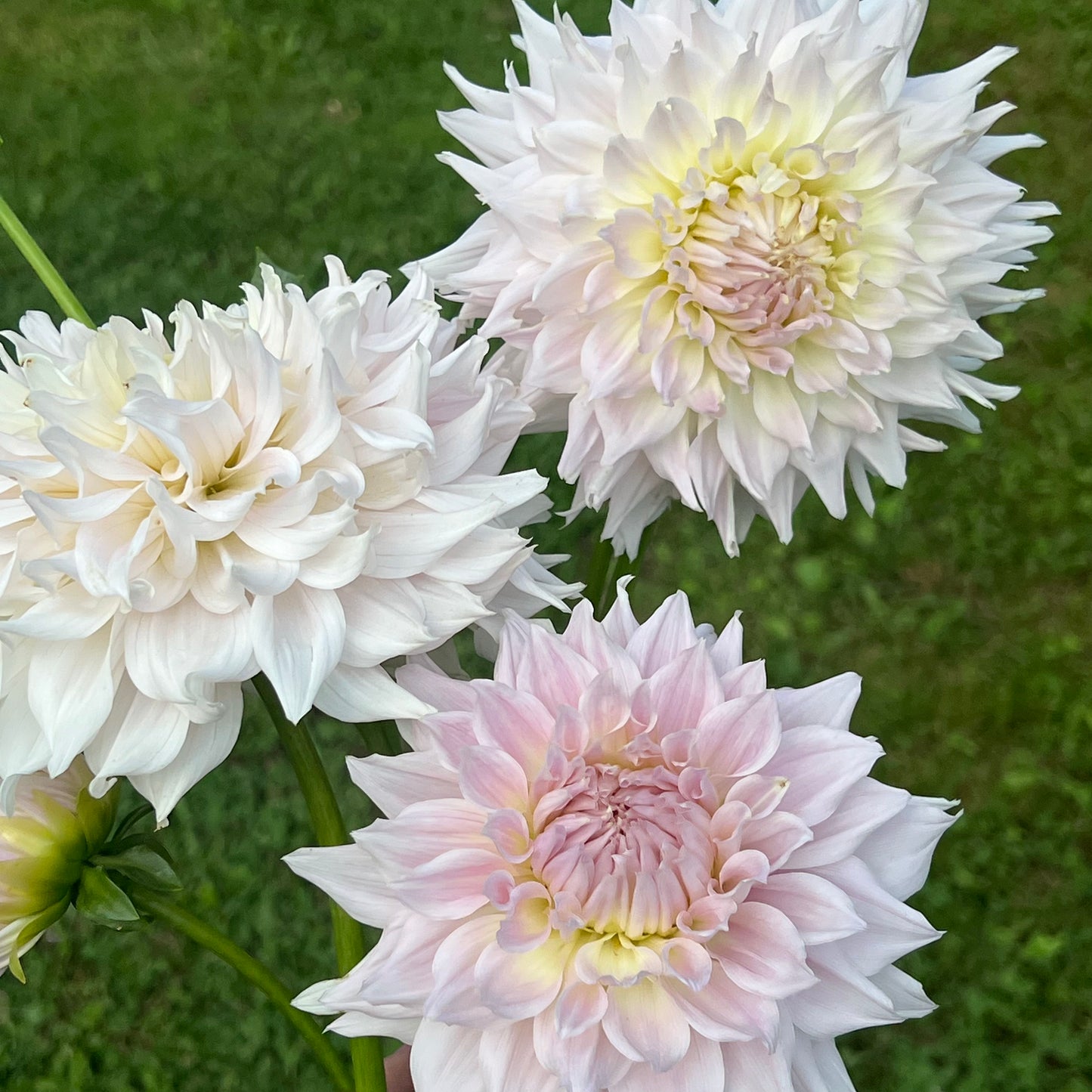 'KA's® Cloud' Tuber