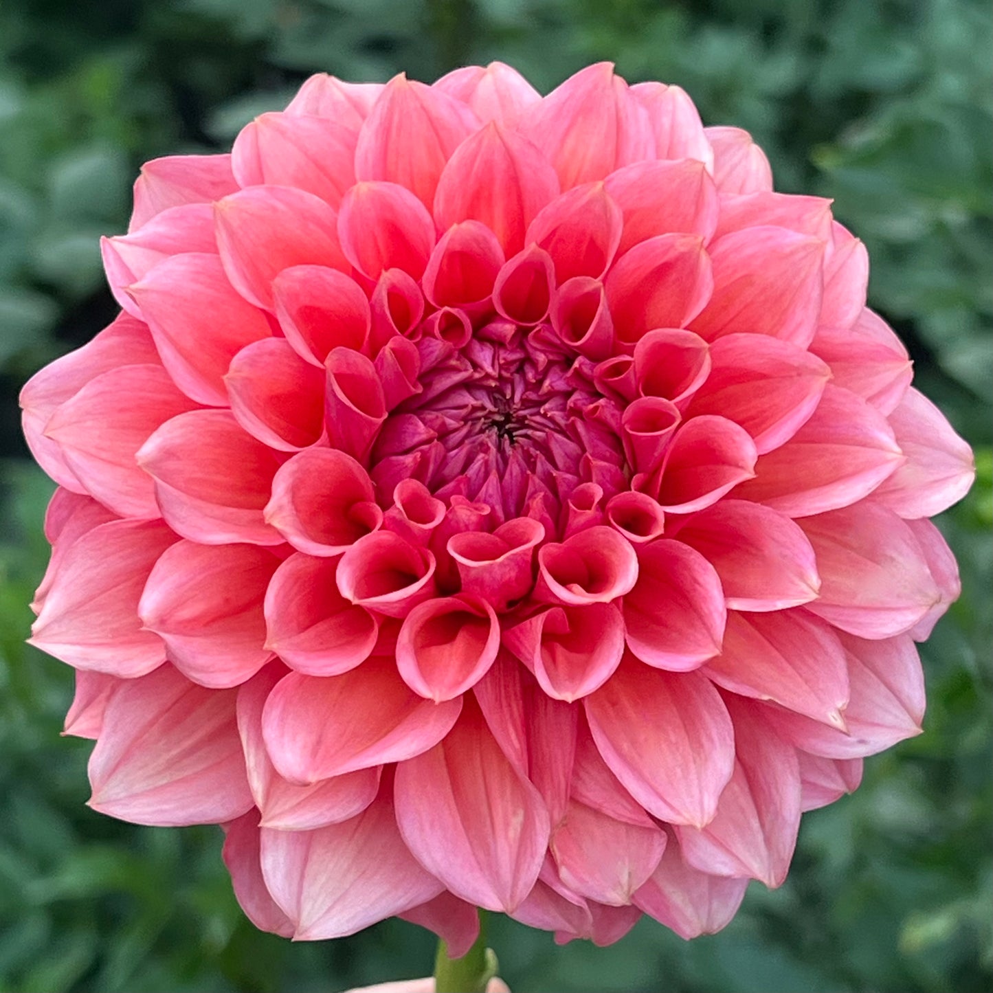 'RM Pink Sugar' Tuber