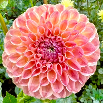 'Clearview Peachy' Tuber SPRING SHIP PRESALE