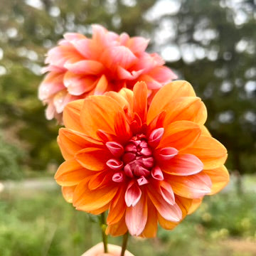 'Robann Creamsicle' Tuber SPRING SHIP PRESALE