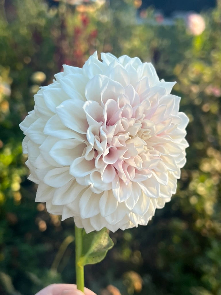 'Lee's Dovey' Tuber