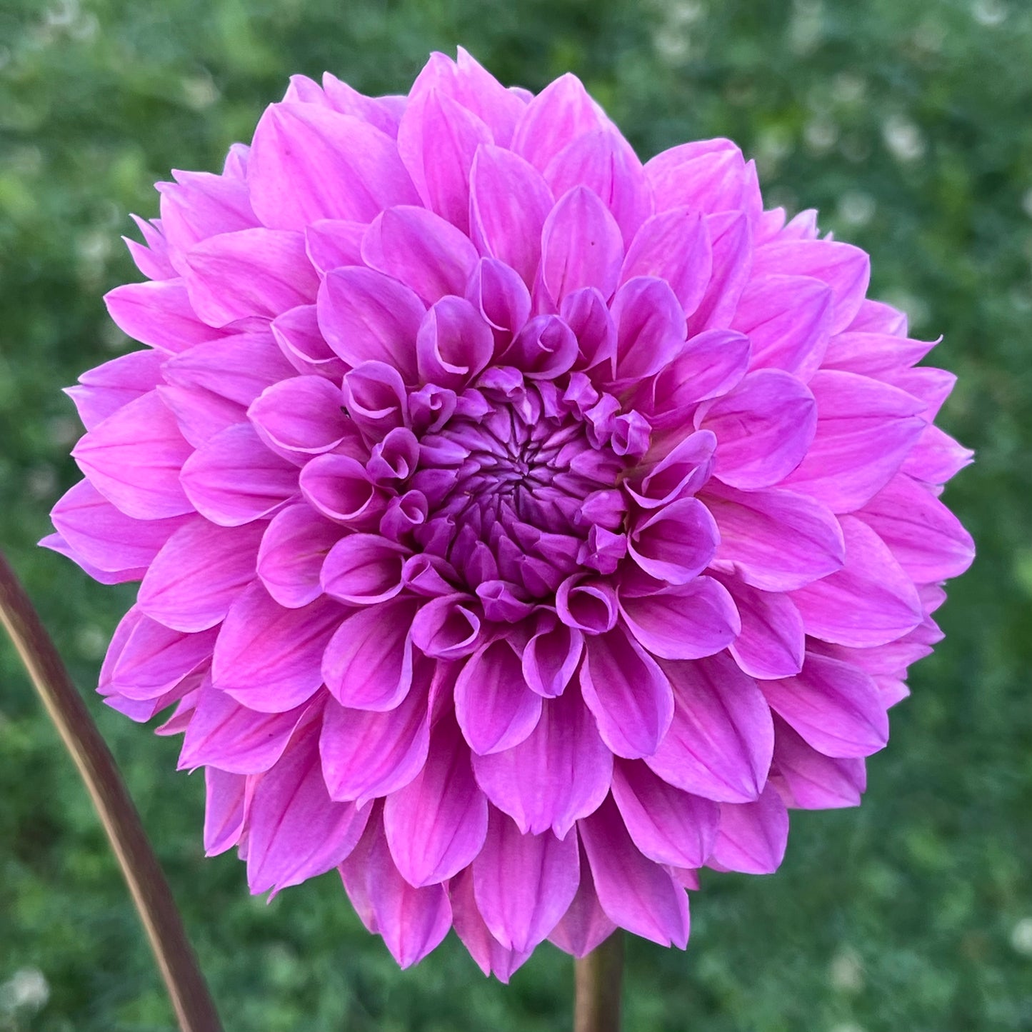 'Lee's Flute Loop Lilac' Tuber