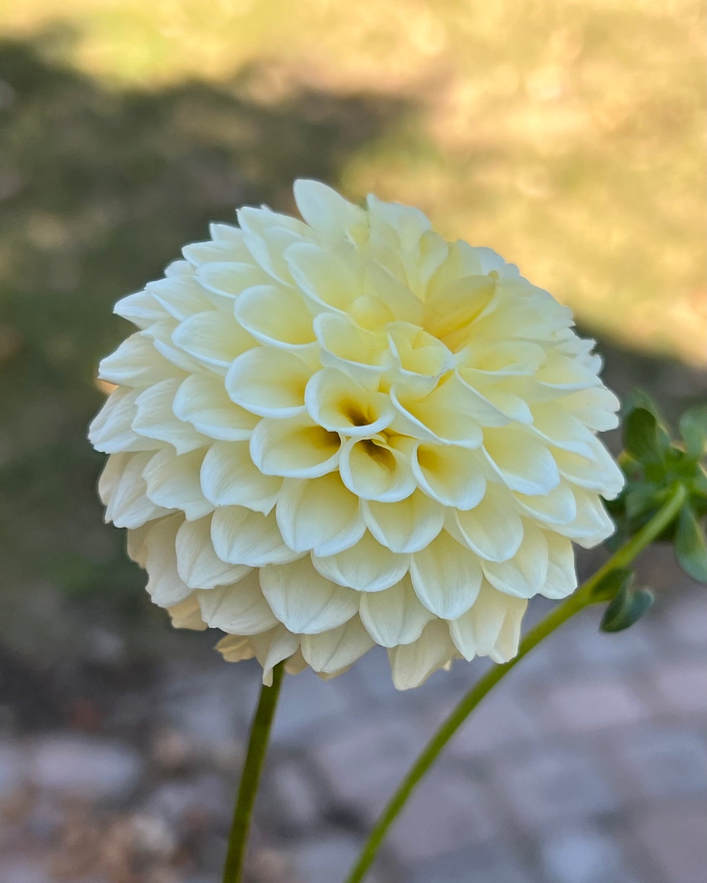 'Creamy' Tuber
