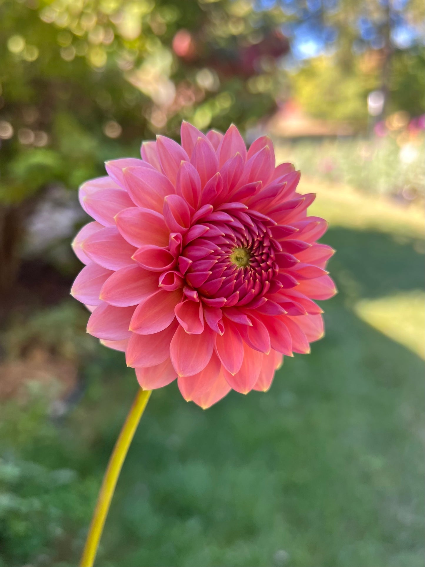 'Askwith Minnie' Tuber