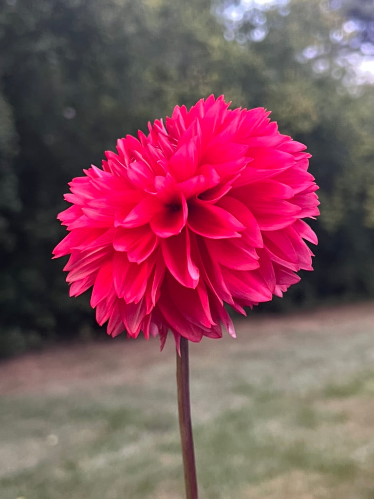 'Lee's Elmo' Tuber