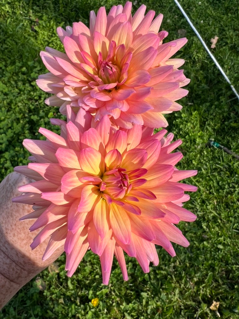 'Kenora Jeannie' Tuber SPRING SHIP PRESALE