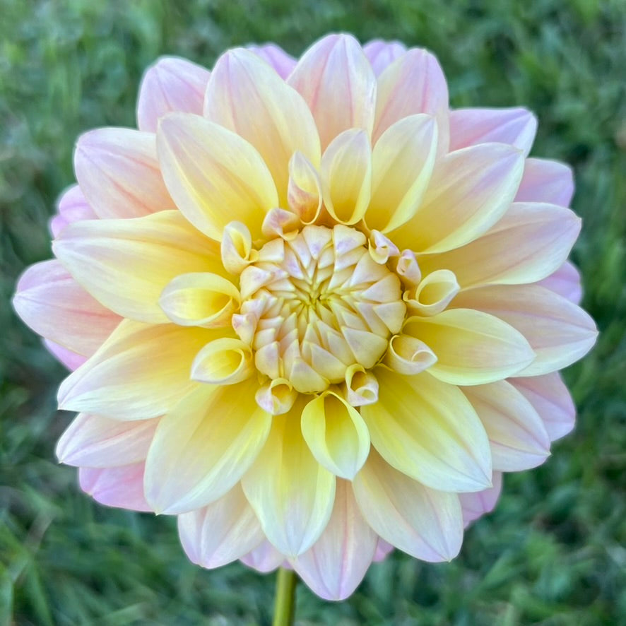 'Lee's Sugaree' Rooted Cutting SPRING SHIP PRESALE