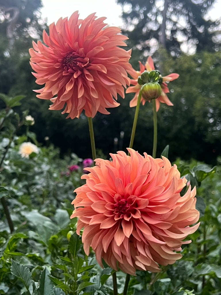 'Bloomquist Pleasing' Tuber