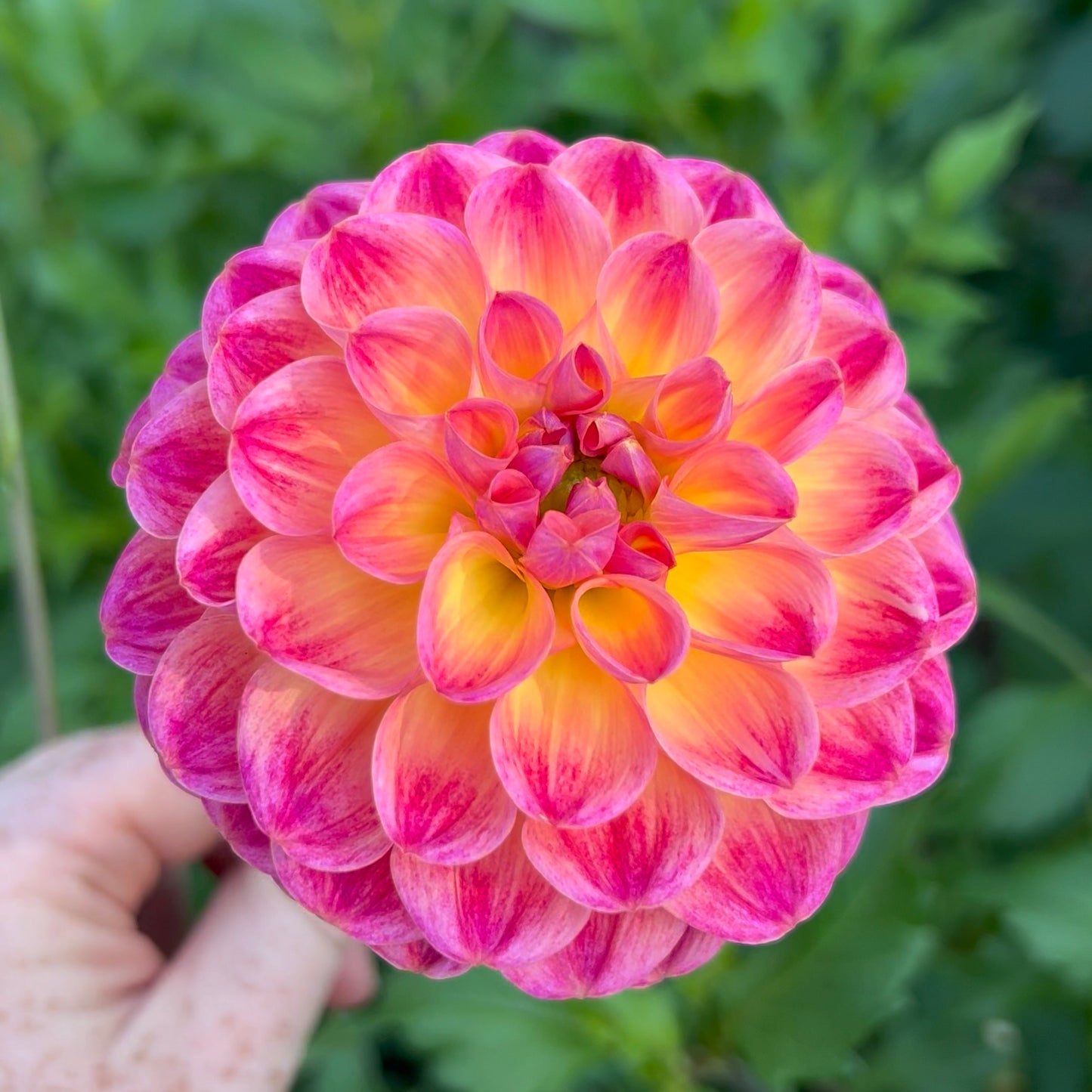 'Verkist Cosmic' Rooted Cutting