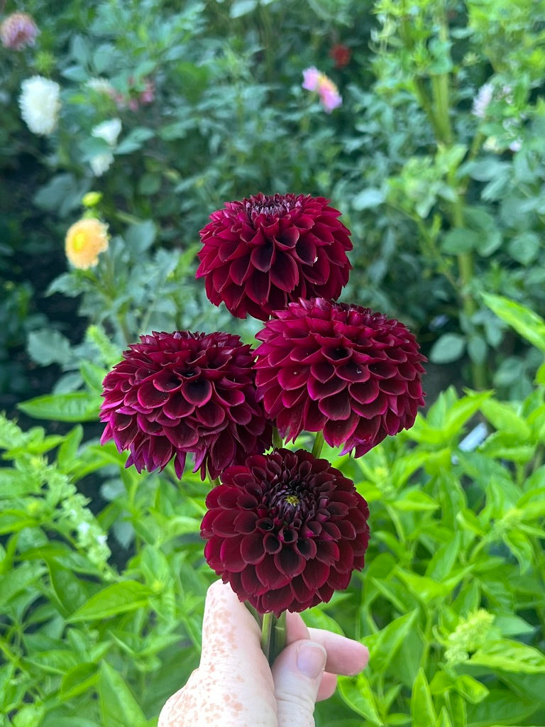 'Ferncliff Ebony' Tuber