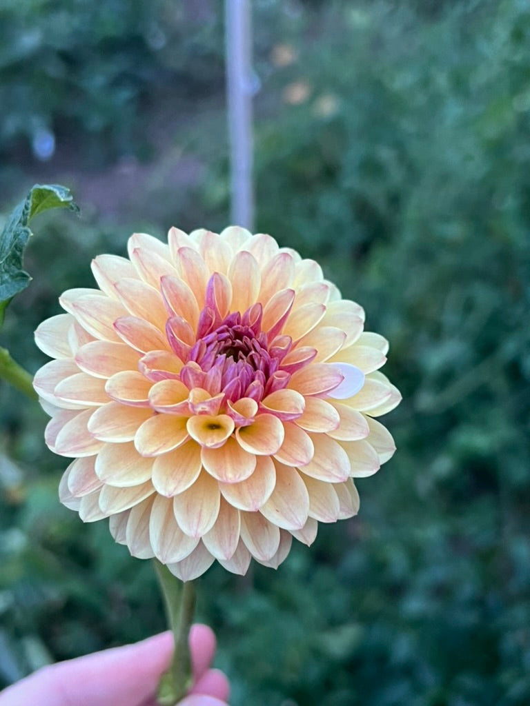 'Coseytown Gale' Tuber