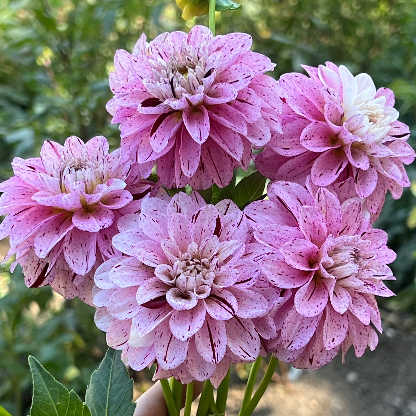 'WB's Strawberry Shortcake' Tuber