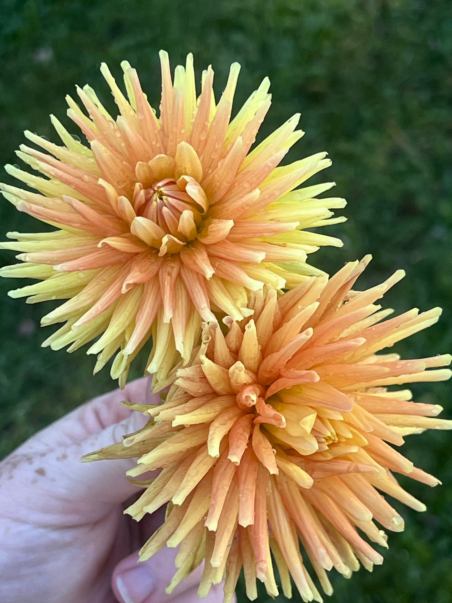 'Ferncliff Paradise' Tuber