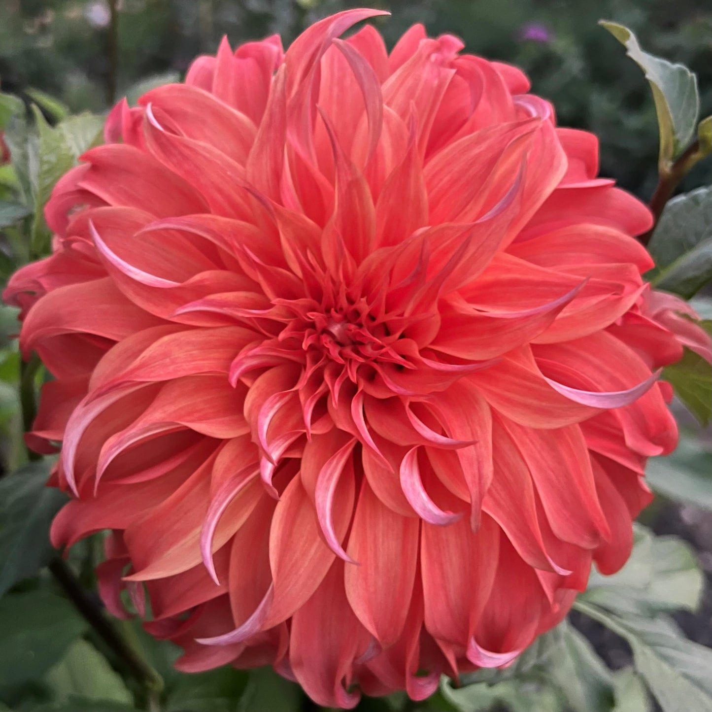 'Bloomquist Jean' Rooted Cutting