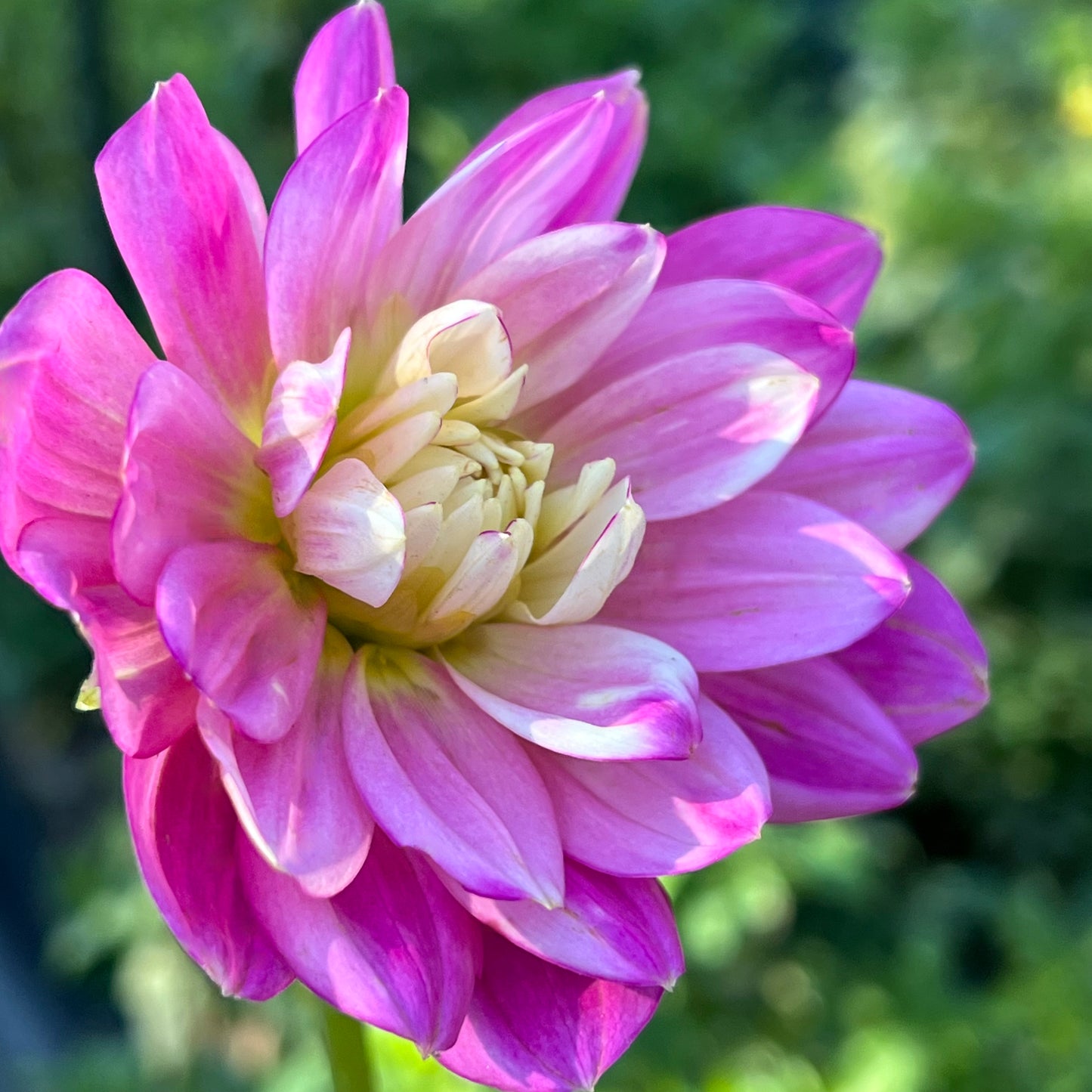 'Hollyhill Pink Martini' Tuber
