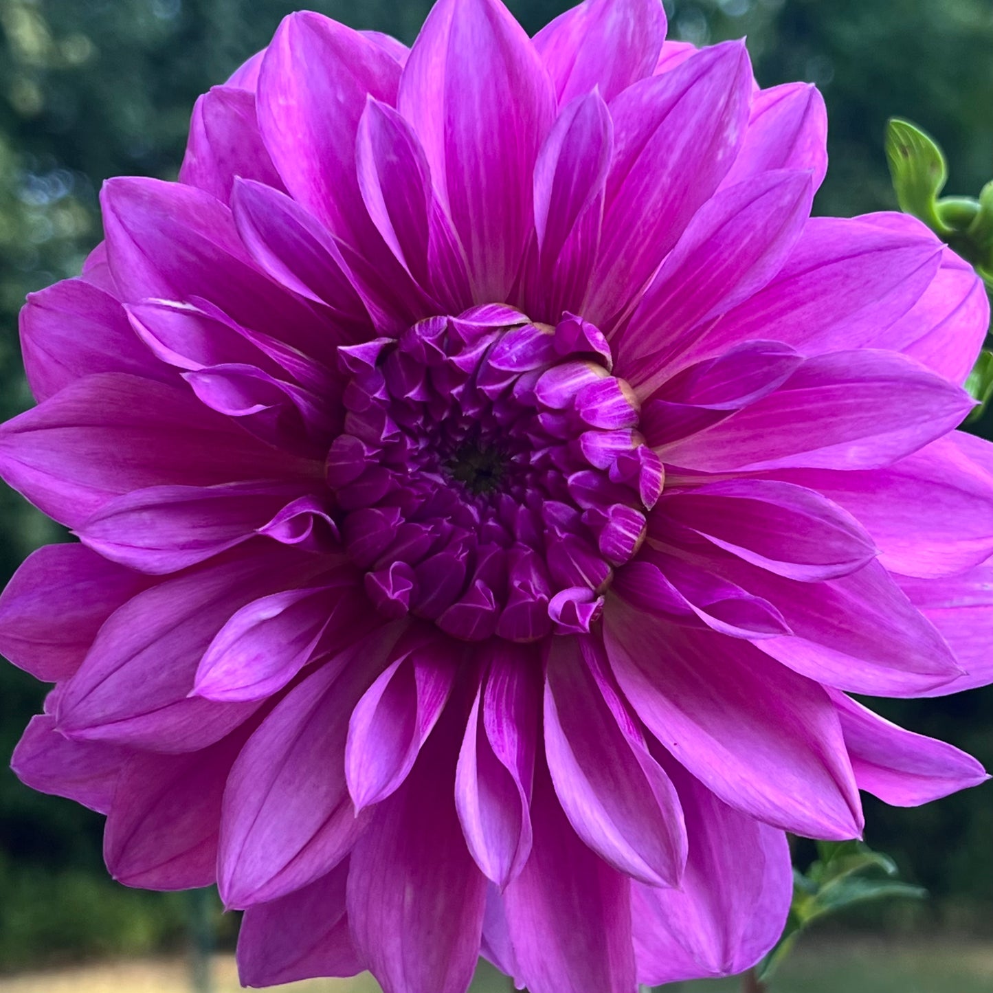 'Hollyhill Gordon' Tuber