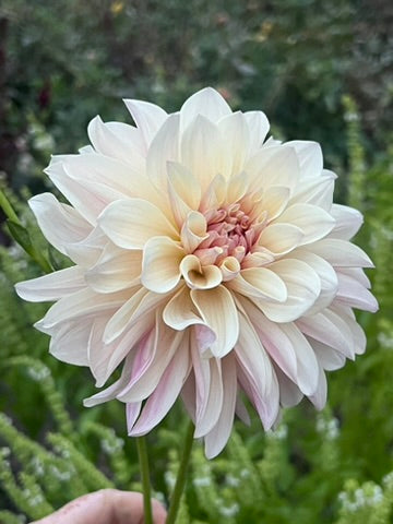 'KA's® Penny Lane' Rooted Cutting