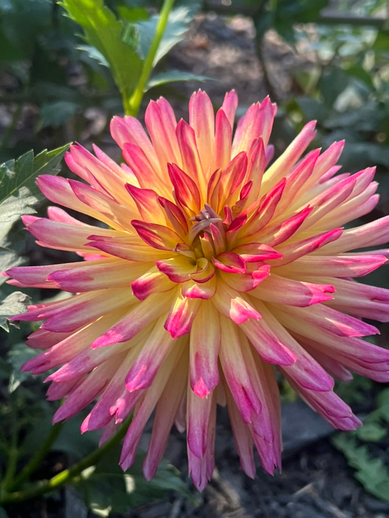 'Maks Kaleidoscope' Tuber