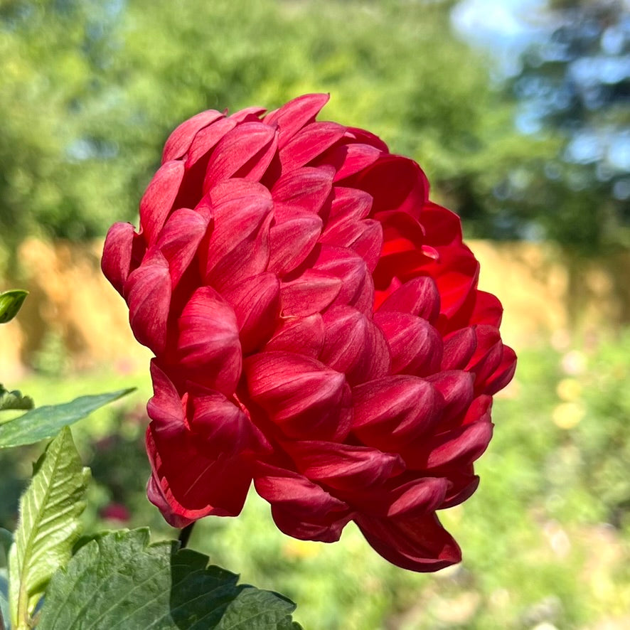 'Hollyhill Ruby Rose' Tuber