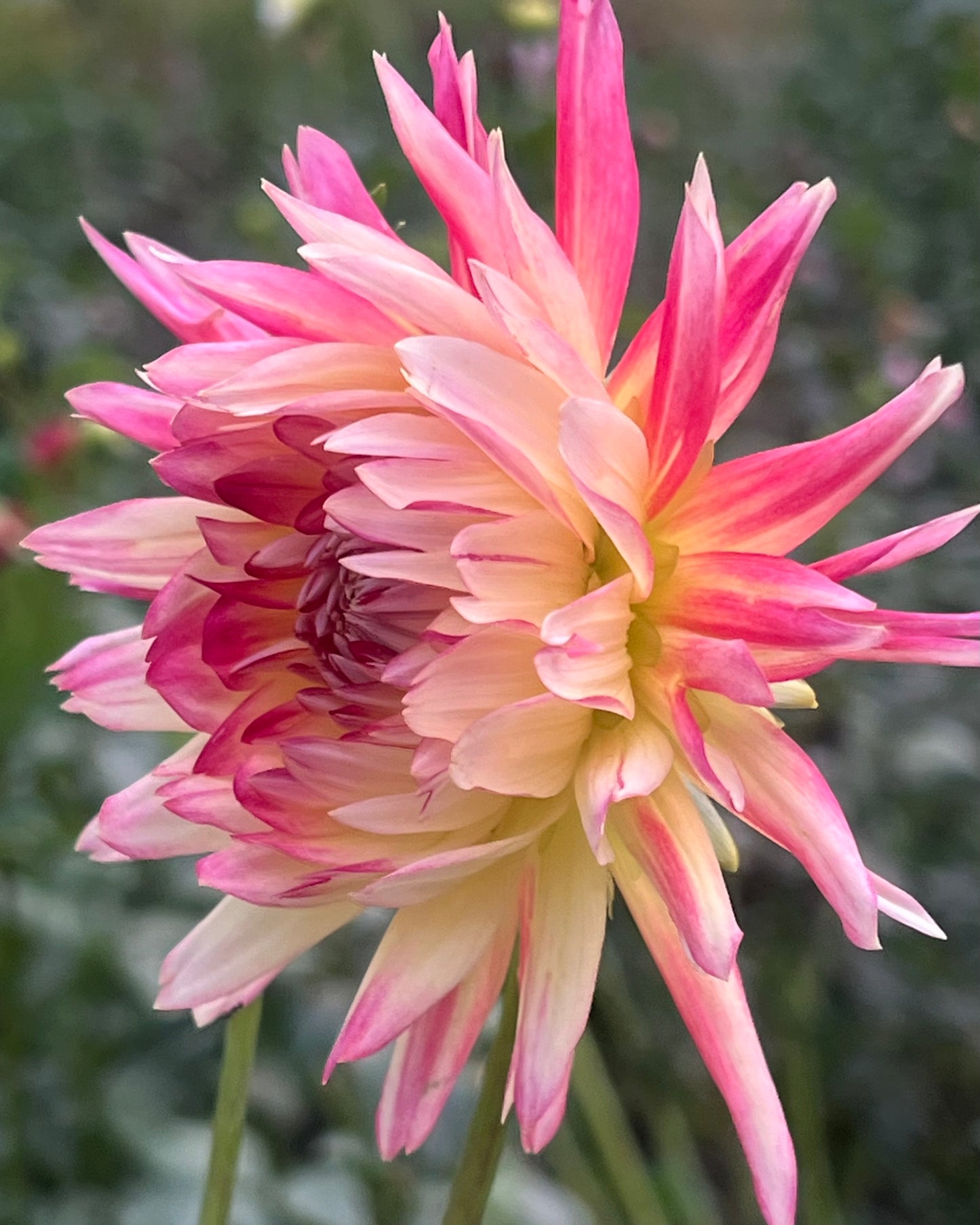 'Maks Kaleidoscope' Tuber