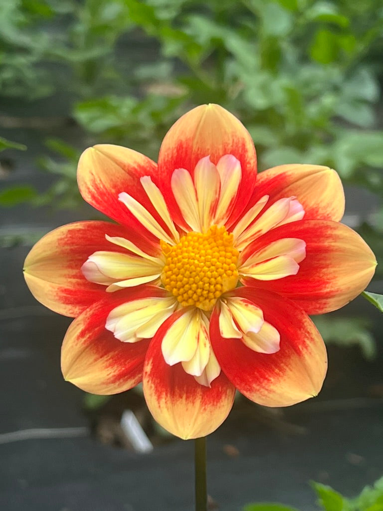 'NTAC Solar Flare' Tuber