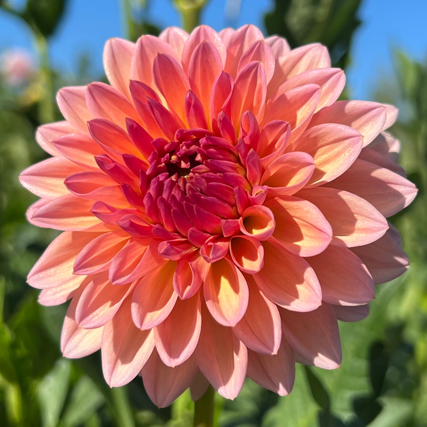 'Echo Jose' Rooted Cutting SPRING SHIP PRESALE