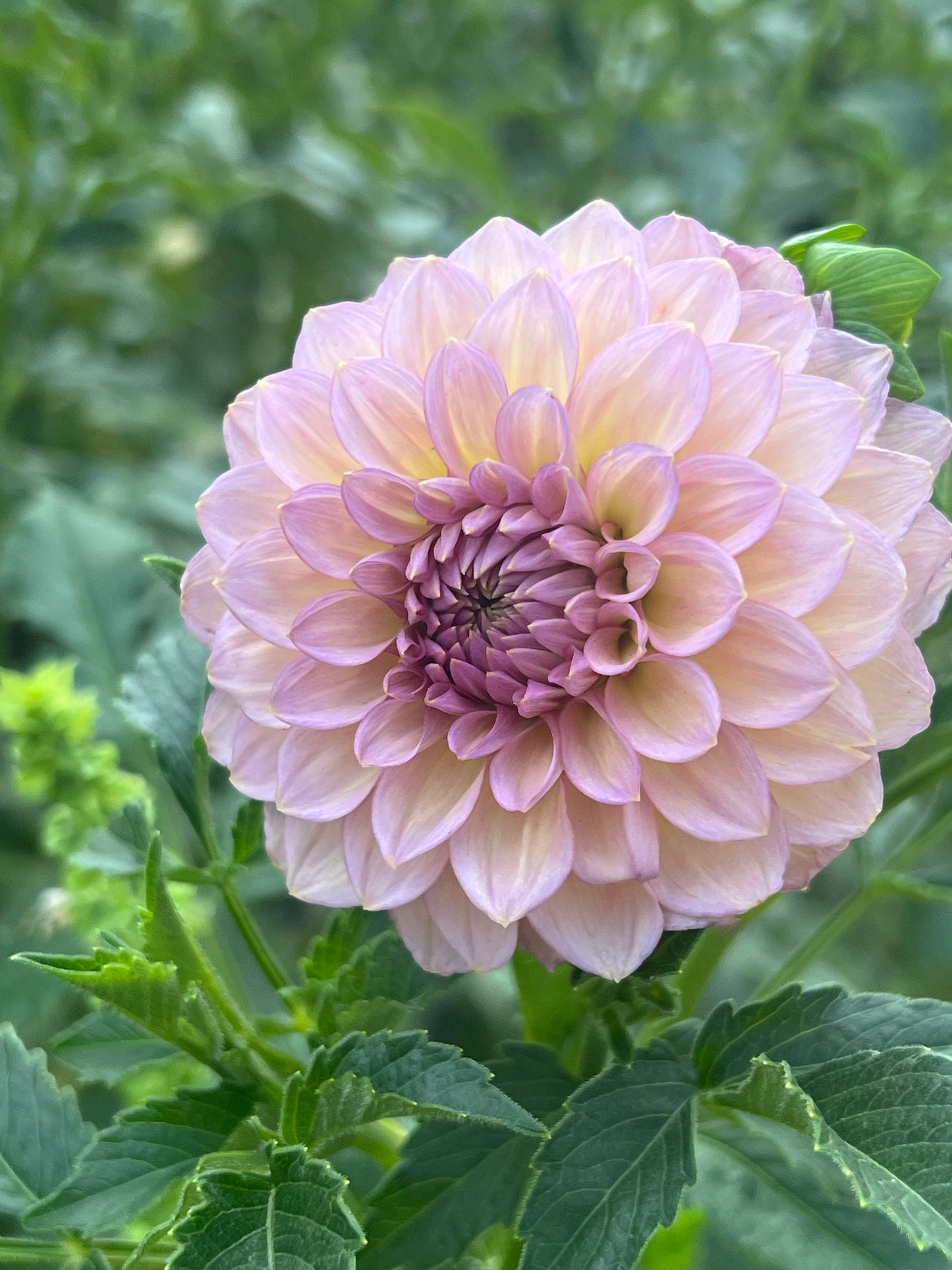 'Levi's Bubblegum' Tuber