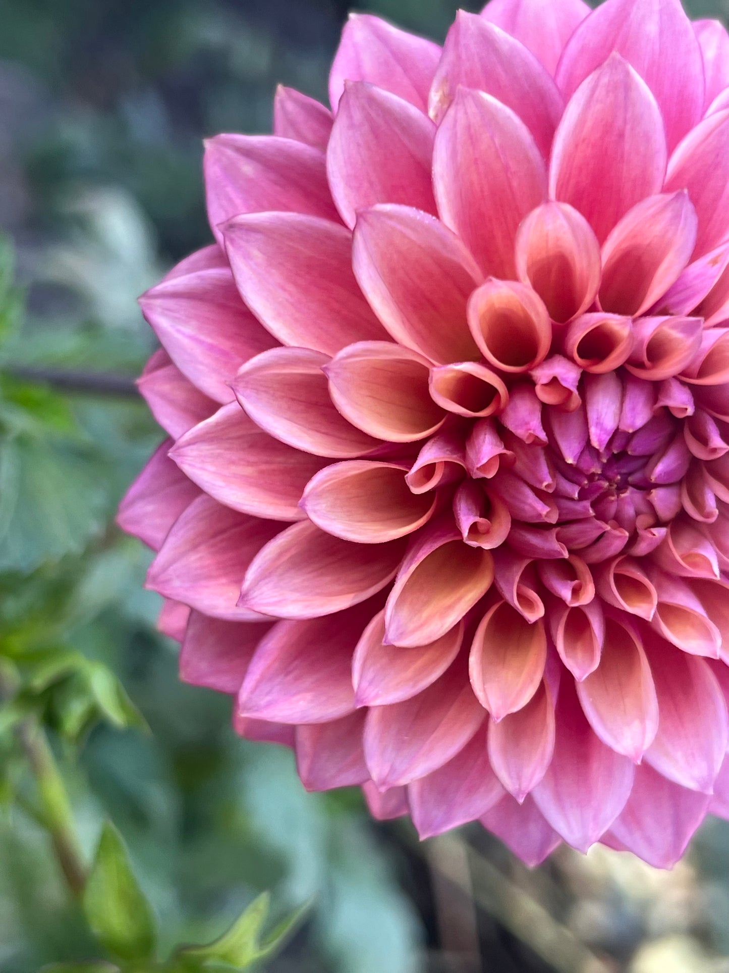 'Misfit Kaleidoscope' Tuber