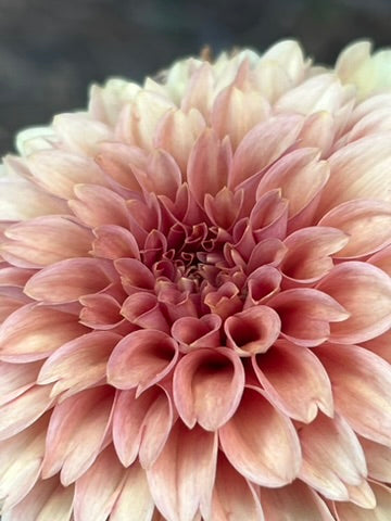 'KA's® Apricot Jam' Tuber