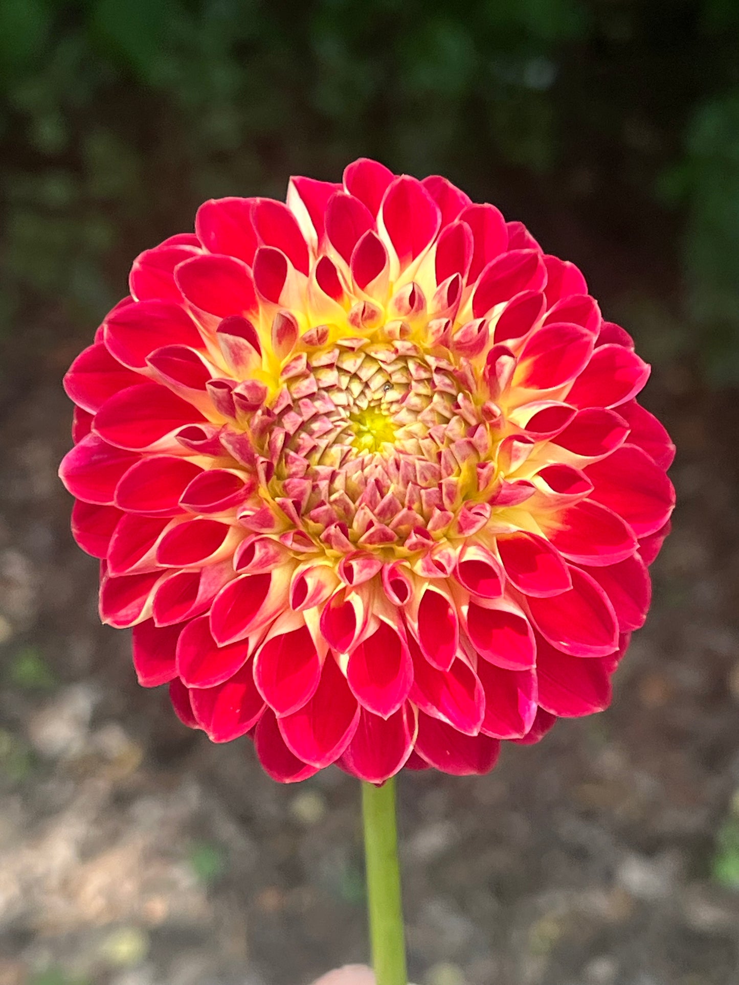 'Greek Sunset' Tuber