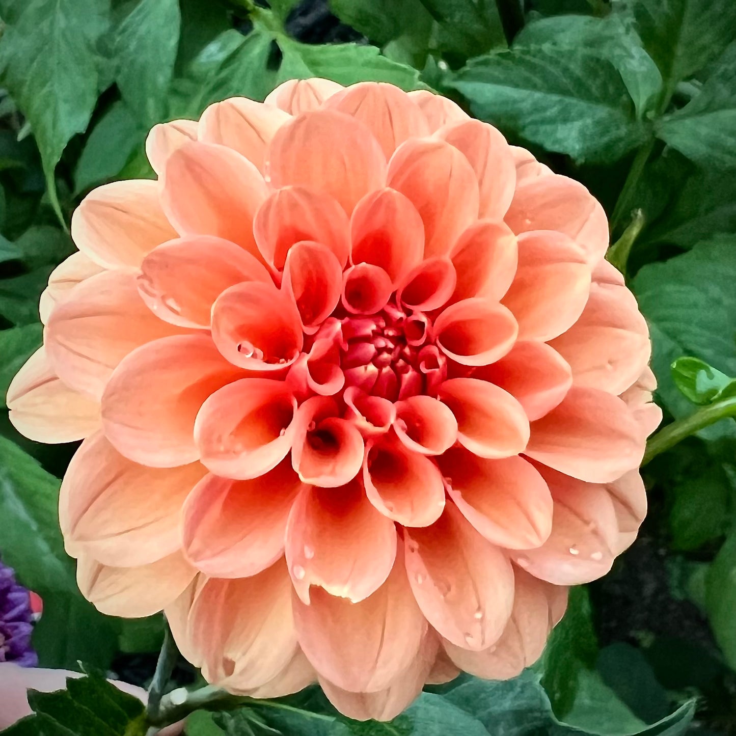 'Rose Toscano' Tuber SPRING SHIP PRESALE