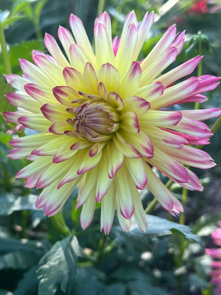 'Maks Kaleidoscope' Tuber