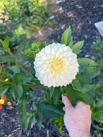 'KA's® Snow Jo' Rooted Cutting