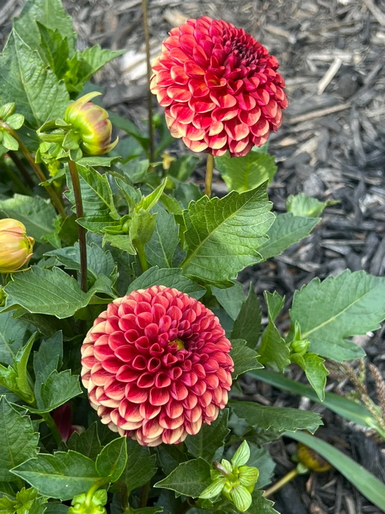 'Copperboy' Tuber