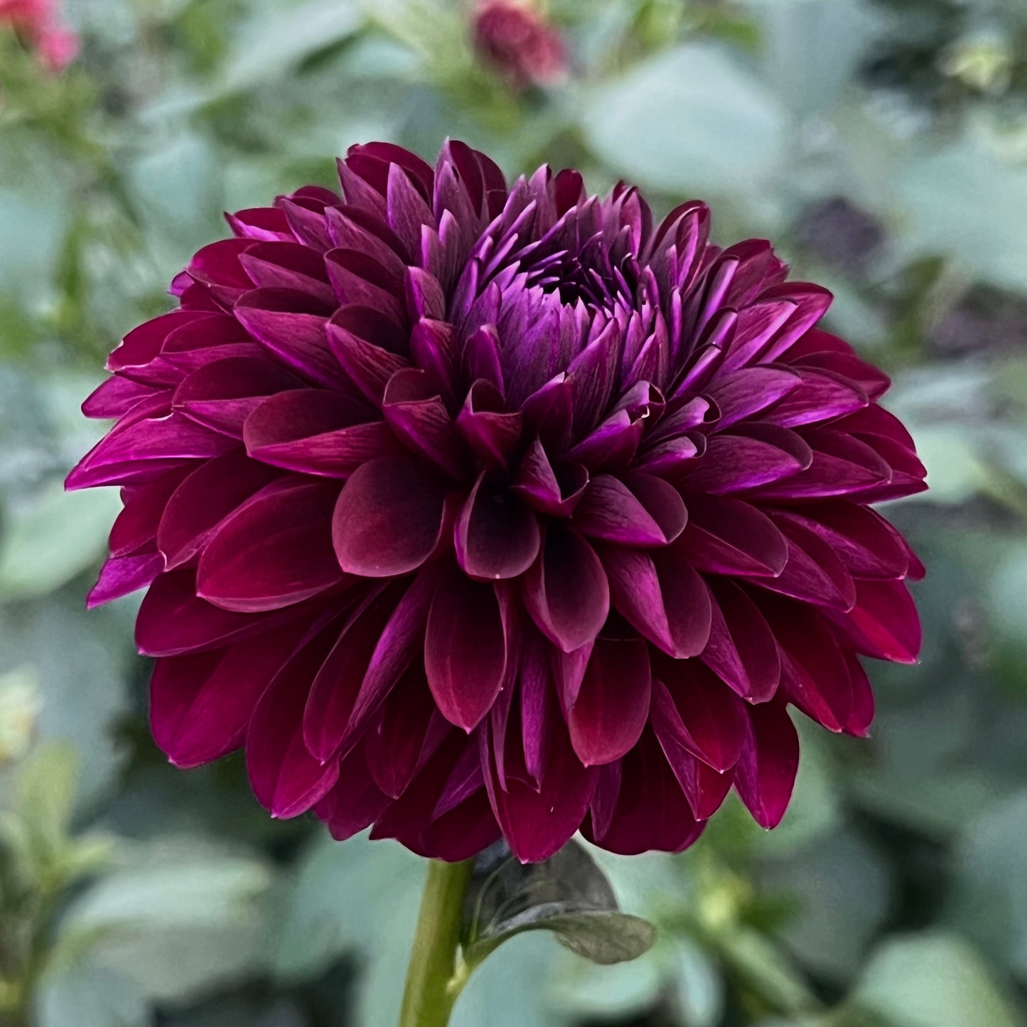 'Black Diamond' Tuber