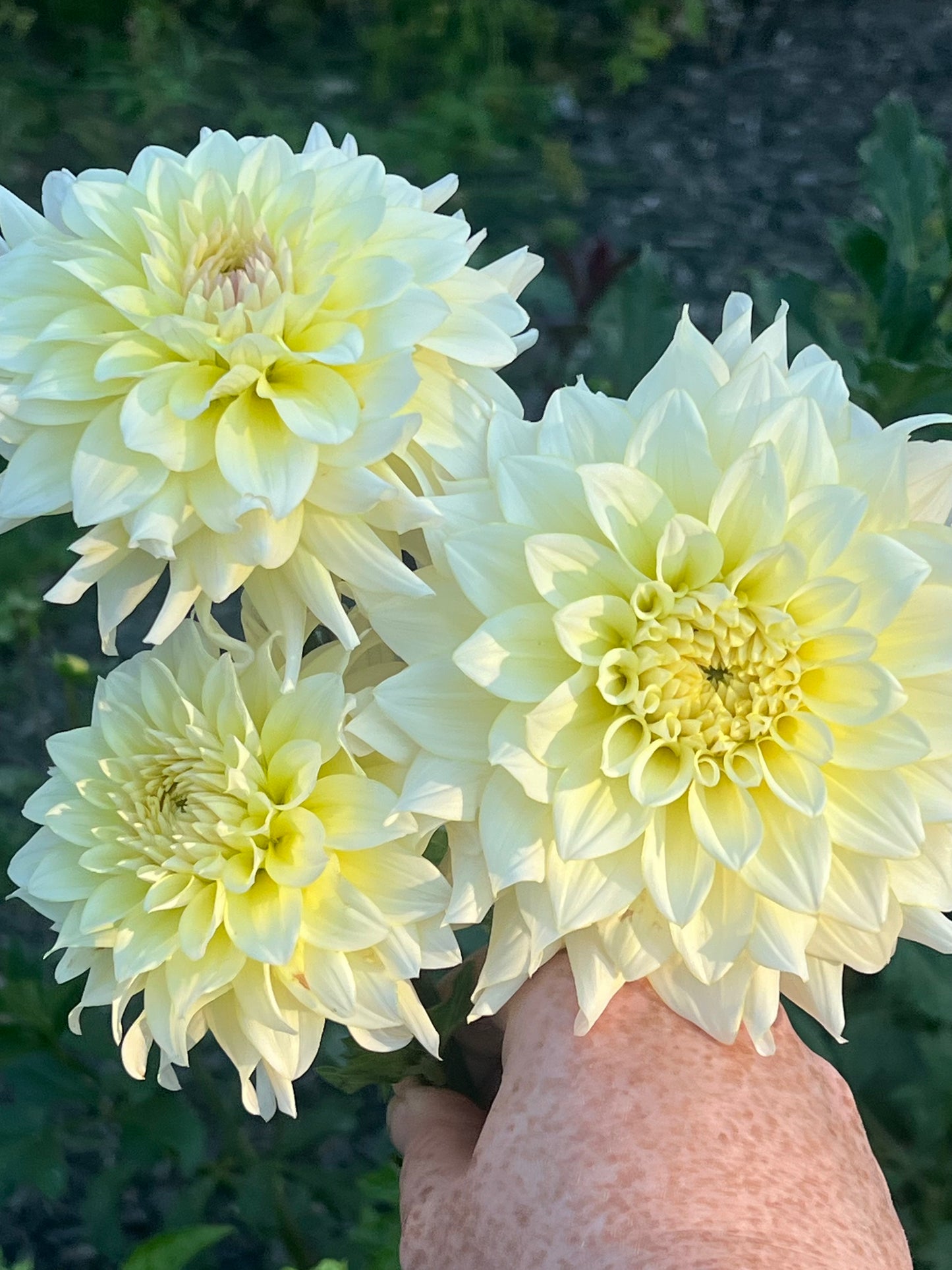 'Lee's Halo' Tuber