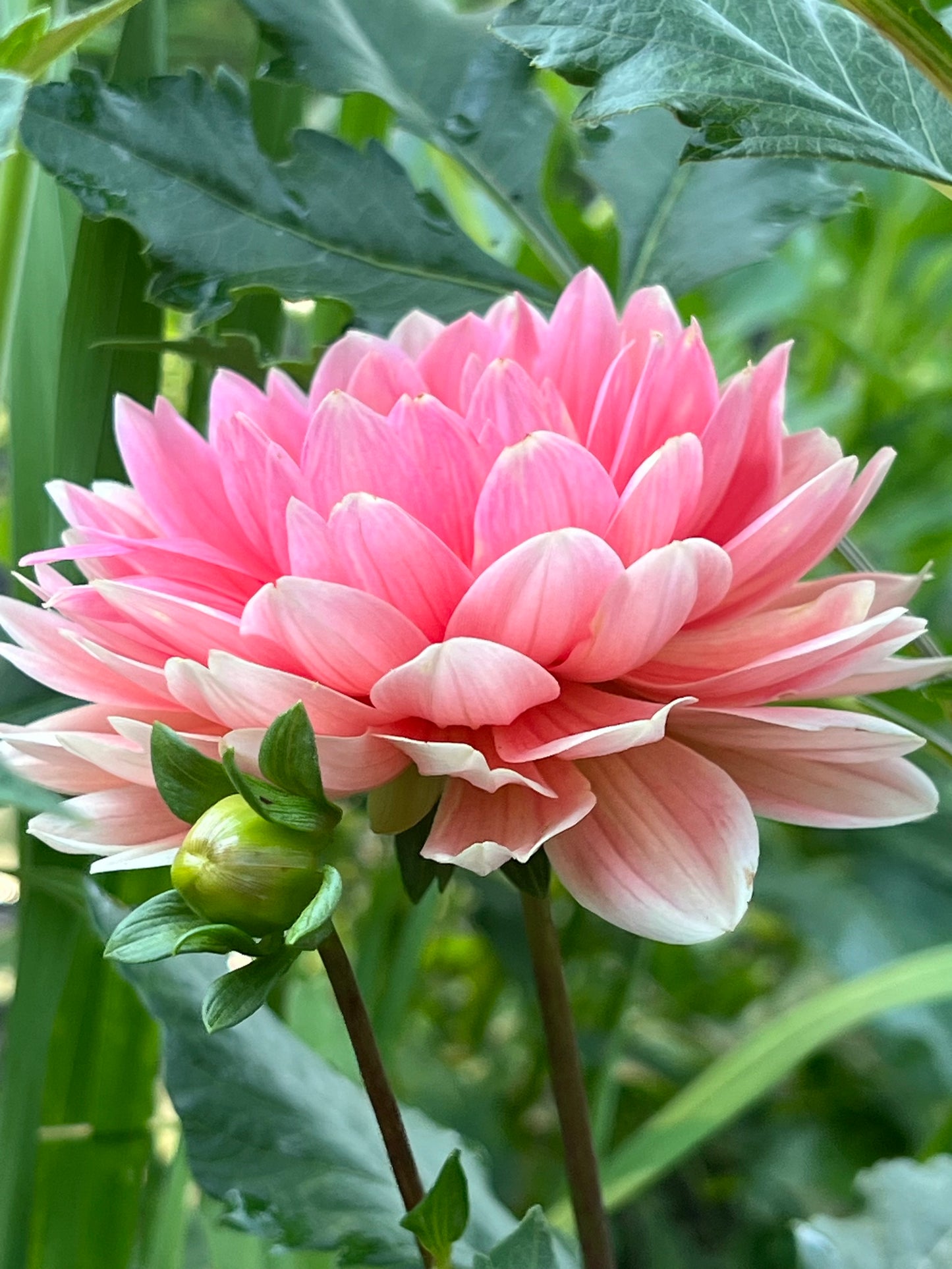 'Carolina Wagemans' Tuber