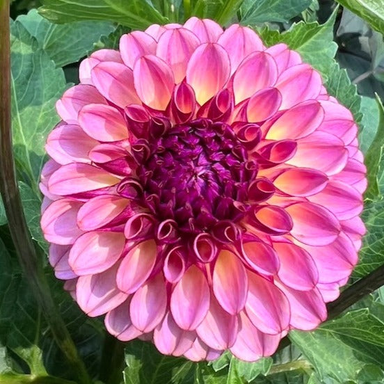 'Ferncliff Thunder' Tuber