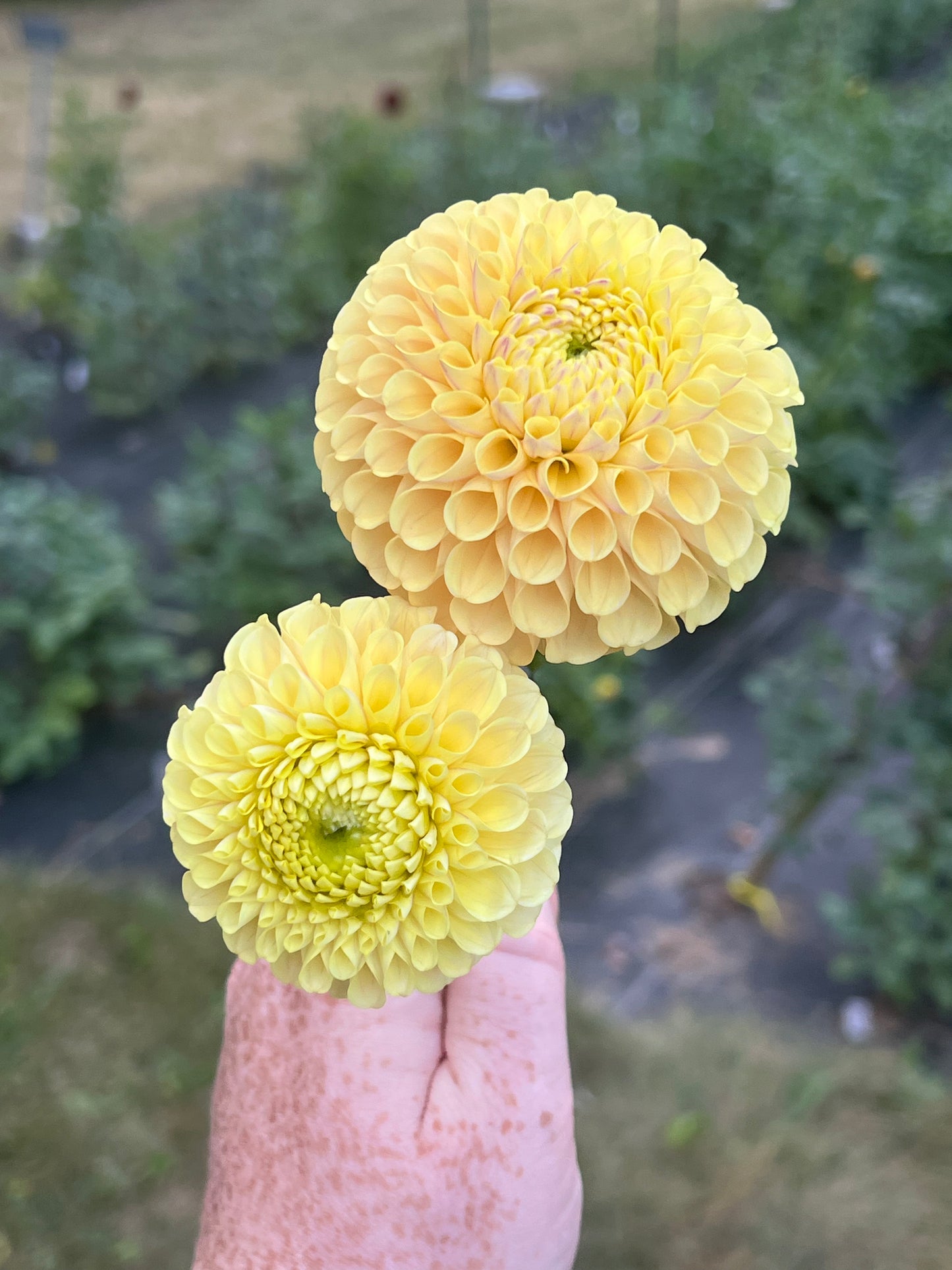 '20th Ave Gwen' Tuber