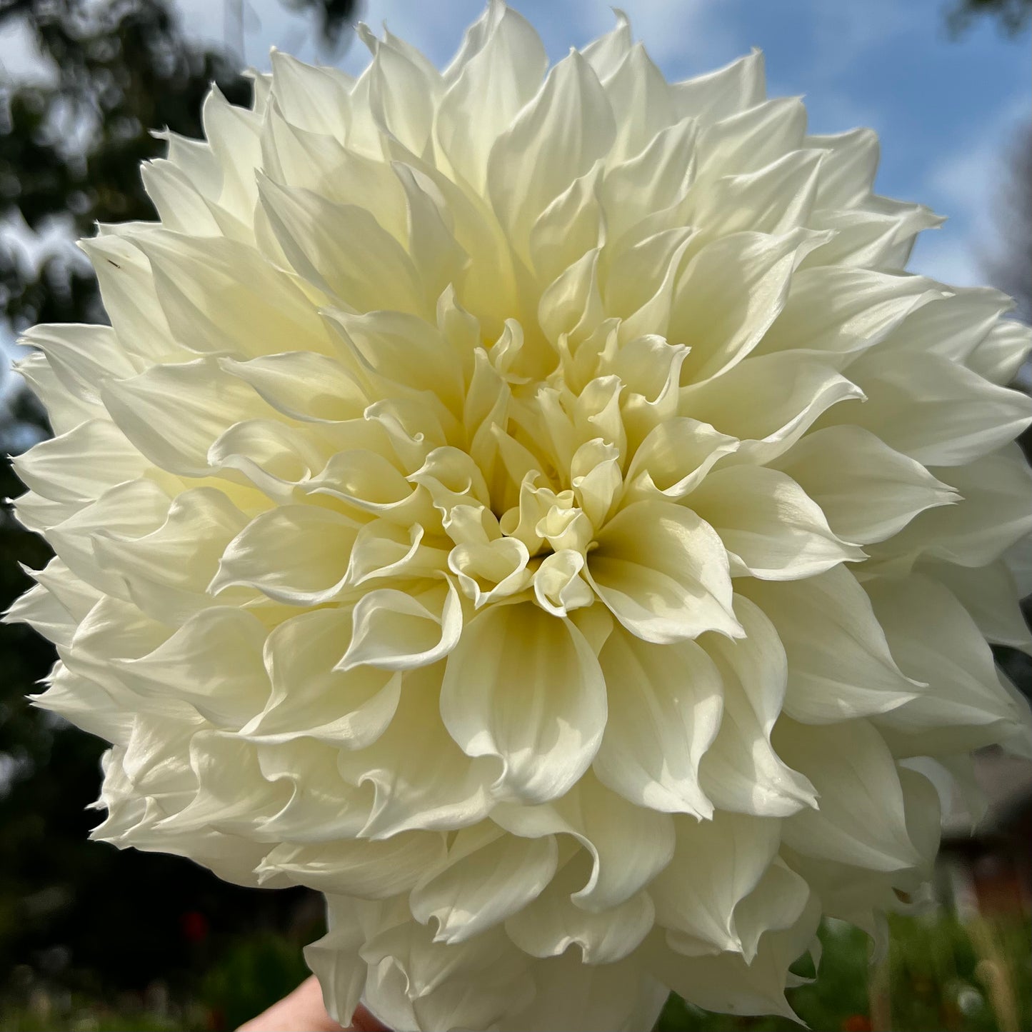 'Fleurel' Tuber