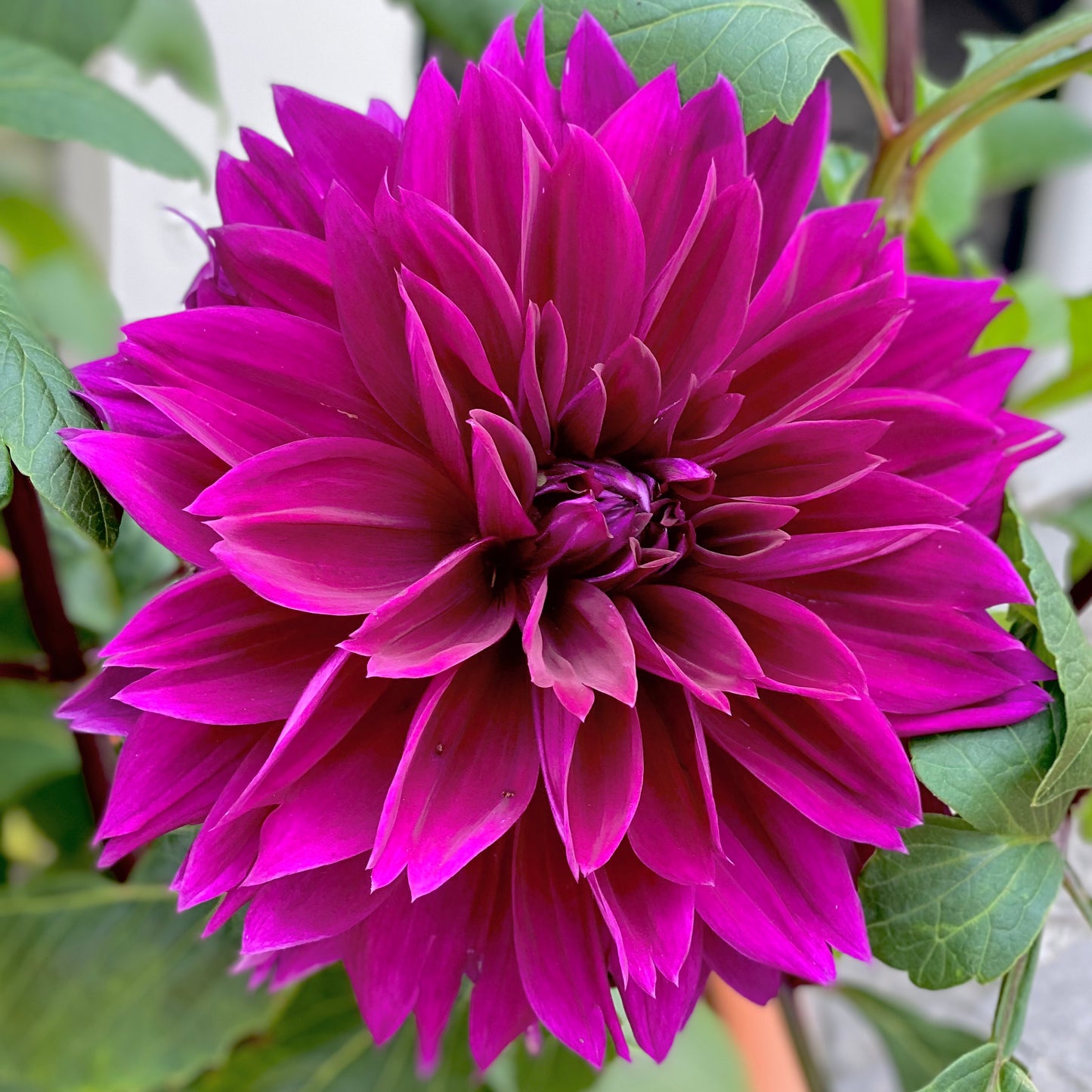 'Thomas Edison' Tuber