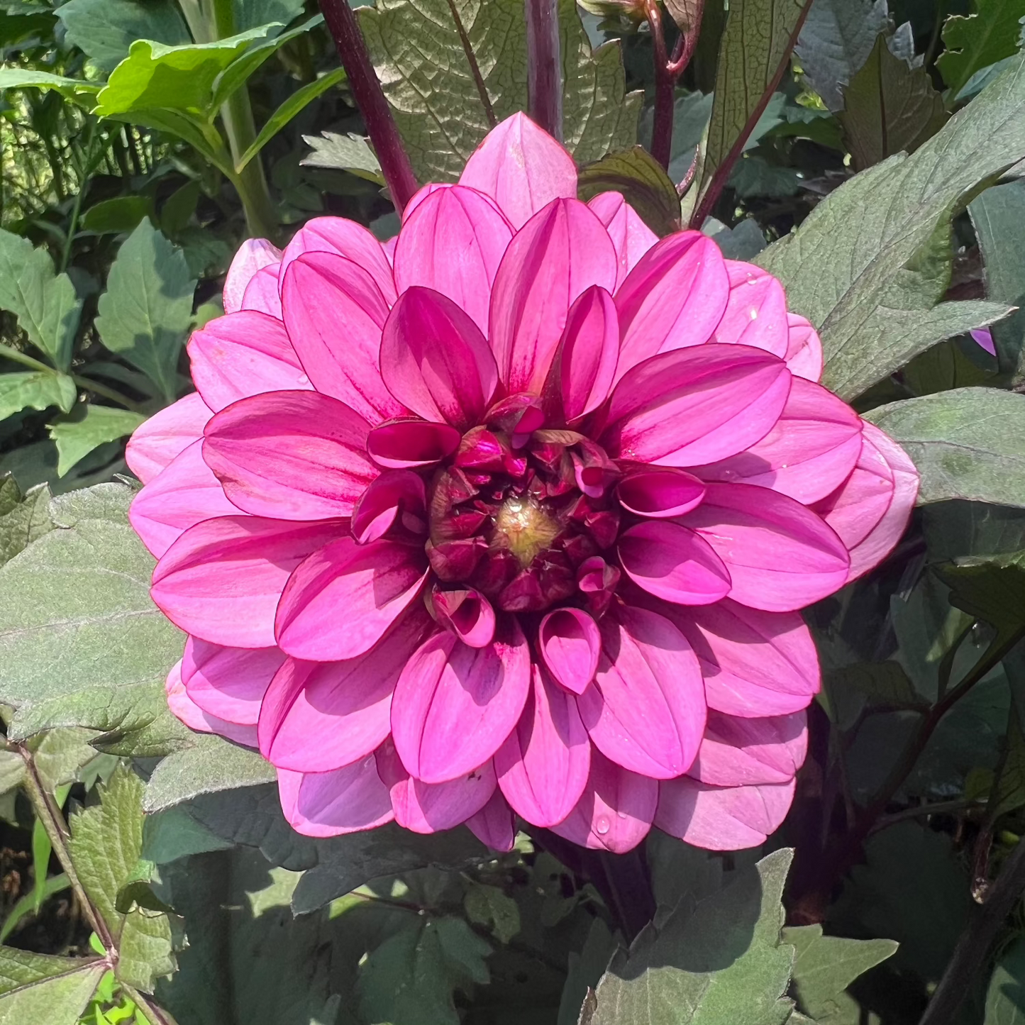 'Melissa Anna Marijke' Tuber